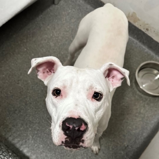 Bambino staffy no chip found 14 january at Cafe Bones